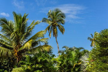Fototapeta na wymiar Palm trees with coconuts. Goa, India.