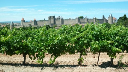 Fototapeta na wymiar Vigne à Carcassonne (France)