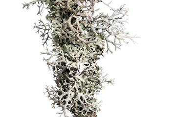 Grey lichen on a branch. Lichen on a branch isolated on white background.