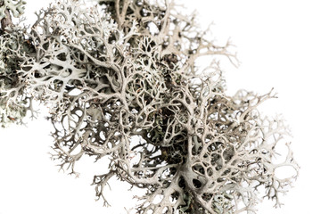 Grey lichen on a branch. Lichen on a branch isolated on white background. - obrazy, fototapety, plakaty