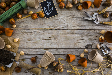 Flower bulbs and garden accessories for planting on a wooden background. Space for text. 