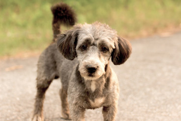 Dogs await the return of their owners.