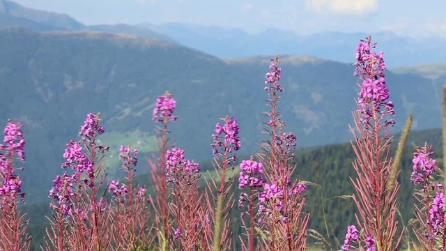 Idyllic spring summer landscape in the alpe mountains - panorama