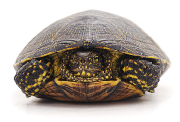 Wild turtle.