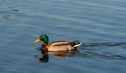 Floating on the lake duck