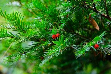 Taxus baccata L., Armenia