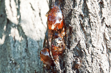 tree bark and a resin