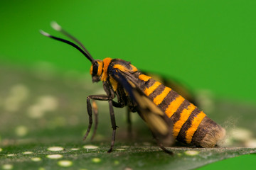 Tiger moth (Amata trigonophora) on a leaf