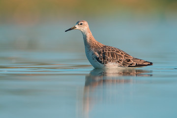 Ruff (Philomachus pugnax)