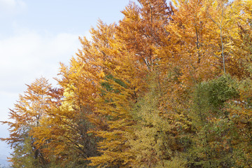 Fototapeta premium Pines during fall
