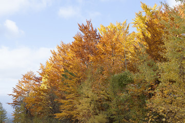 Pines during fall