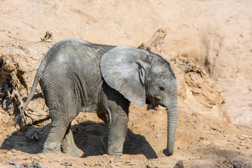 Niedlicher Elefantennachwuchs stolpert durch die Steppe Afrikas