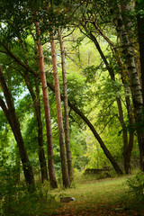 Fototapeta na wymiar Forest in early autumn