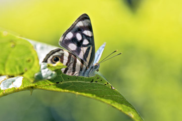 Brazilian butterfly sighted in remnant of Atlantic Rainforest