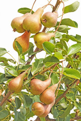 Organic pears on the branch