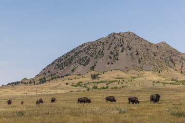 Fototapeta na wymiar Bear Butte Scenic / A mountain like butte with buffalo.