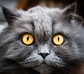 gatto grigio, occhi gialli