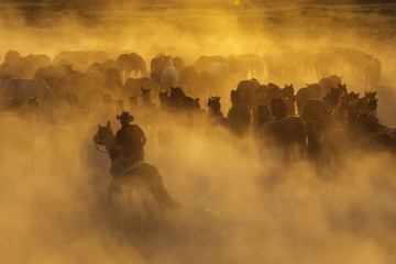 Western cowboys riding horses, roping wild horses..