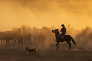 Western cowboys riding horses, roping wild horses..