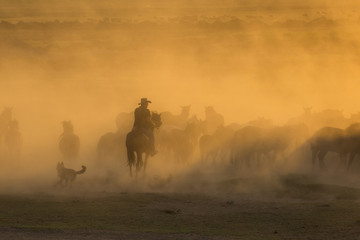 Western cowboys riding horses, roping wild horses..