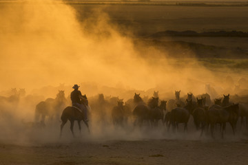 Western cowboys riding horses, roping wild horses