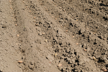 Planting seed potatoes.