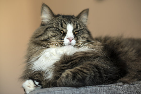 Maine Coon is resting on the couch. cat lying on the couch. Cat relaxing on the couch