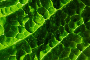 savoy cabbage leaf