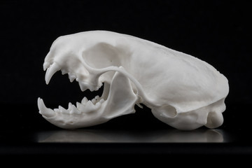 Schädel eines Hermelin (Mustela erminea)