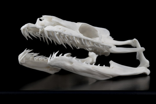 Sch&auml;del einer Schlange Riesenschlange (Boa constrictor) perfekt pr&auml;pariert