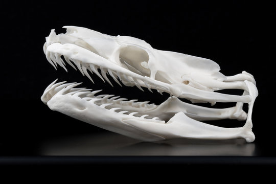 Sch&auml;del einer Schlange Riesenschlange (Boa constrictor) perfekt pr&auml;pariert