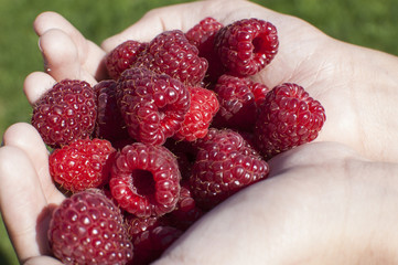 raspberry gathered in the palms