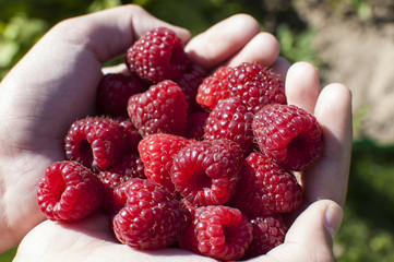 raspberry gathered in the palms