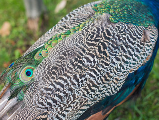 texture of peacock feathers