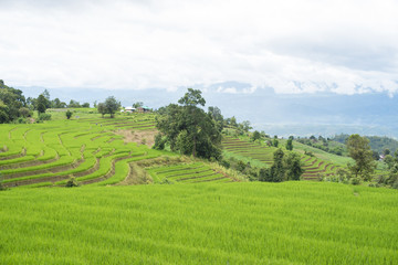 Fototapeta na wymiar Rice terraces
