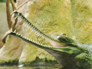 Gharial - Gavialis gangeticus - jaws with 110 teeth in thin  snout - critically endangered in IUNC Red list