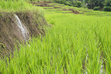 Rice terraces