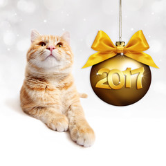 ginger cat and golden christmas ball with gold satin ribbon bow