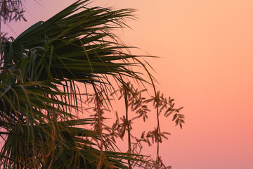 Palm leaves silhouettes over bright evening sky