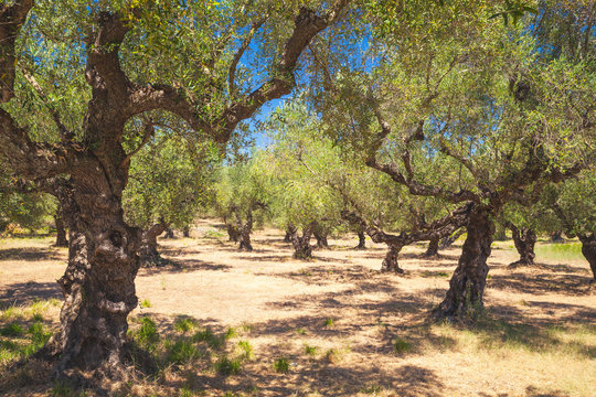 Olive trees in traditional Greek garden