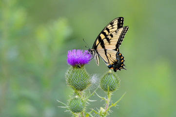 Tiger Swallowtail on Purple Thistle Flower