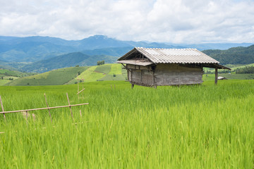 Obraz na płótnie Canvas Rice terraces