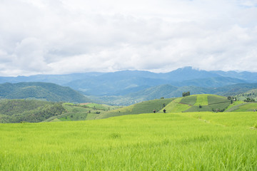 Rice terraces