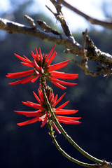 Erythrina speciosa alba, a amazing white Brazilian flower