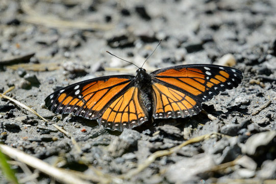 Viceroy Butterfly resting on a dirt path