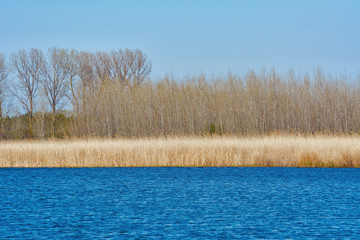 Lake Shore Overgrown with Reeds in Autumn