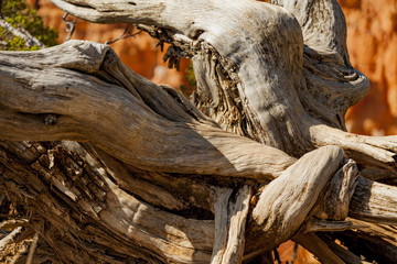 Twisted Tree Braches