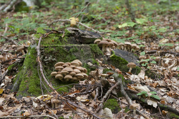 Mushrooms