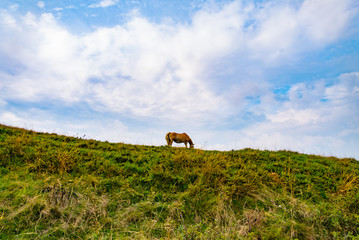 Wild horse in a mountain landscape