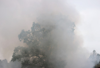 smoke from a fire in the forest. texture